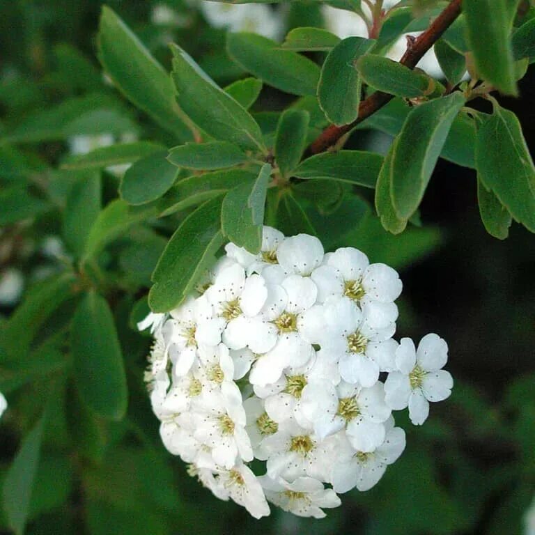Спирея вангутта. Спирея ван-гутта вангутта. спирея вангутта spiraea. кустарник спирея вангутта.