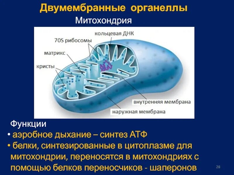 В митохондриях происходит синтез белка