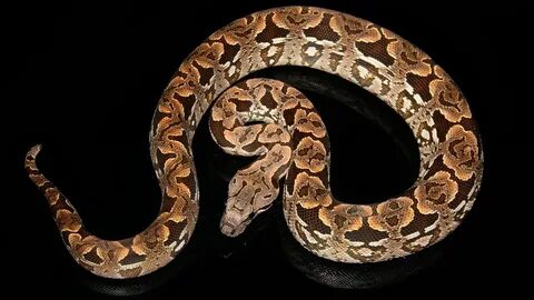 I love snake