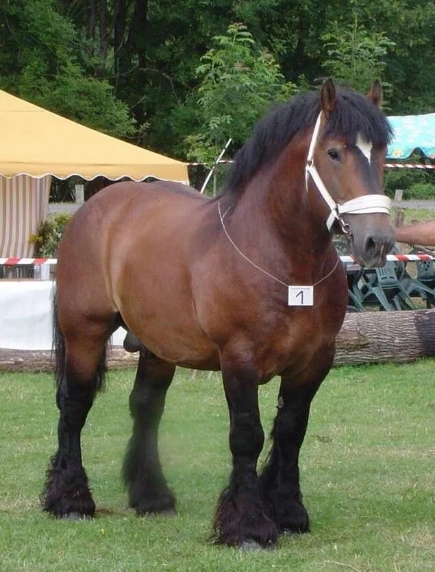 Caballo Ardanés original de la región de las Ardenas entre Francia y Belgica. St