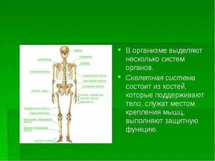Органы выполняющие общую функцию это