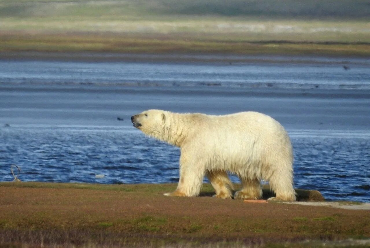 национальный парк гыданский ямал. национальный парк «гыданский» в яма́ло-не́нецкий автоно́мный о́круг. тундра ненецкий автономный округ. ямало ненецкий округ животные. животный мир полуострова ямал.