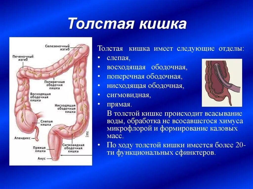 Строение кишечника ободочная кишка. Восходящая ободочная кишка анатомия. Отделы толстой кишки анатомия. Ректосигмоидный отдел толстой кишки анатомия.