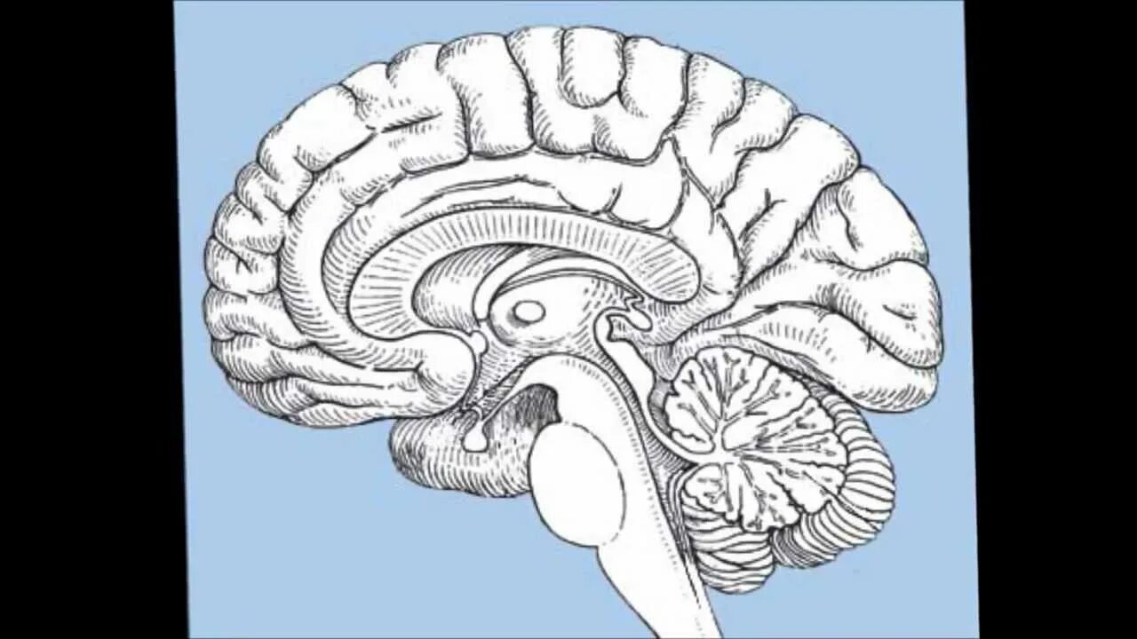 Срез психология. Срединный Сагиттальный срез головного мозга. Сагиттальный разрез головного мозга. Сагиттальный срез головного мозга анатомия. Сагиттальный срез головного мозга рисунок.