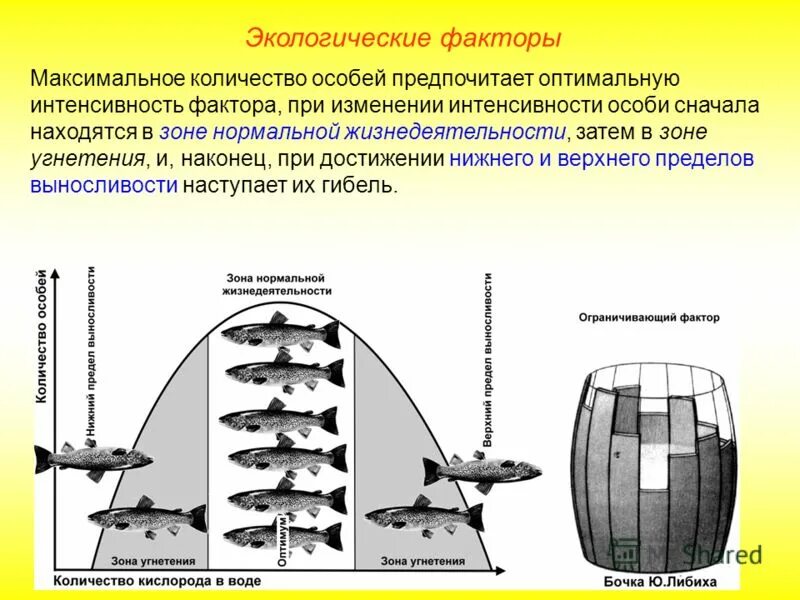 Закон оптимума биология. Закон оптимума закон Либиха. Экологические факторы. Экологические факторы Оптимум. Закон оптимума экология.