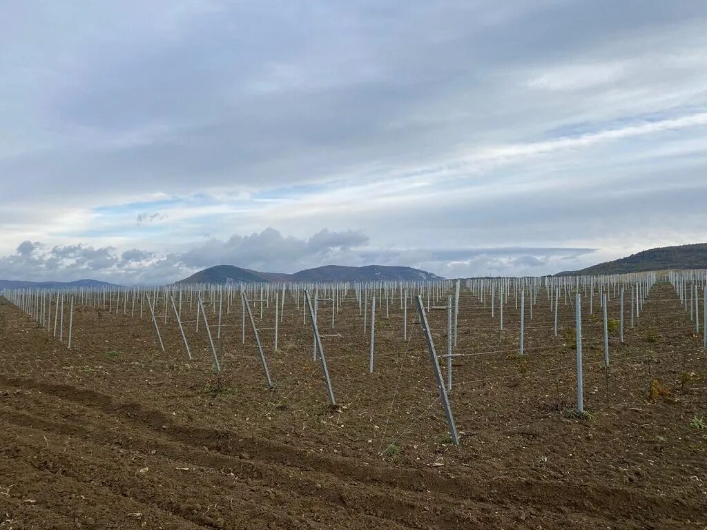 Золотая балка крым виноградари. Закладка виноградника. Закладка промышленного виноградника. Закладка промышленного виноградника. Закладка виноградника.