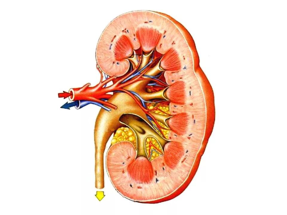 Строение паренхимы почек. Паренхима почки рисунок. Паренхима почки анатомия. . Строение почки: паренхима, почечная пазуха.