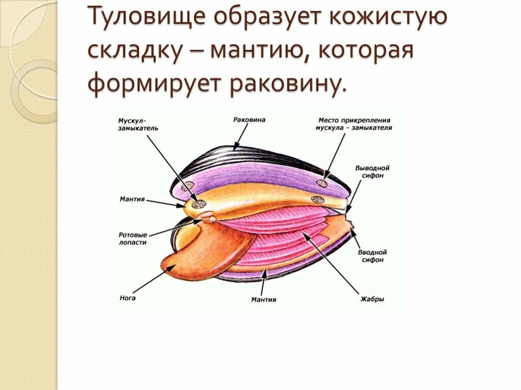 Мантия у моллюсков. Мантийная складка. Мантия и мантийная полость. Мантийная складка у моллюсков это. Тело моллюска имеет мантию