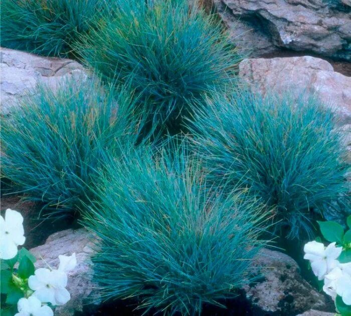 Овсяница сизая. Овсяница сизая "festuca". Овсянница сизая фото. Овсянница сизая фото. Овсяница фестука сизая.