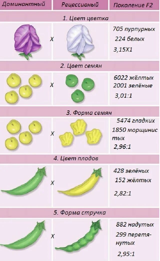 Доминантные признаки гороха