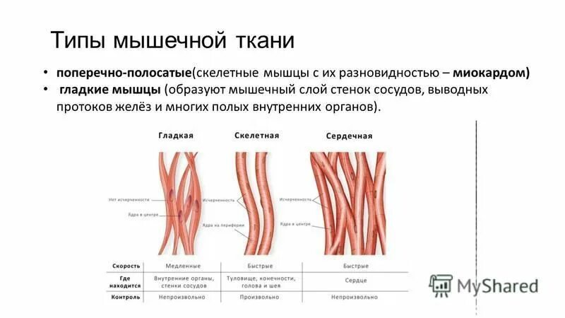 Развитие гладкой мышечной ткани