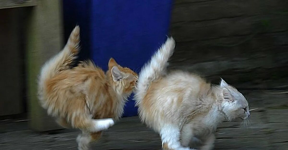 Два кота бегут. Котята разбегаются. Тыгыдымский кот. Коты бегут. Смешные бегущие коты.