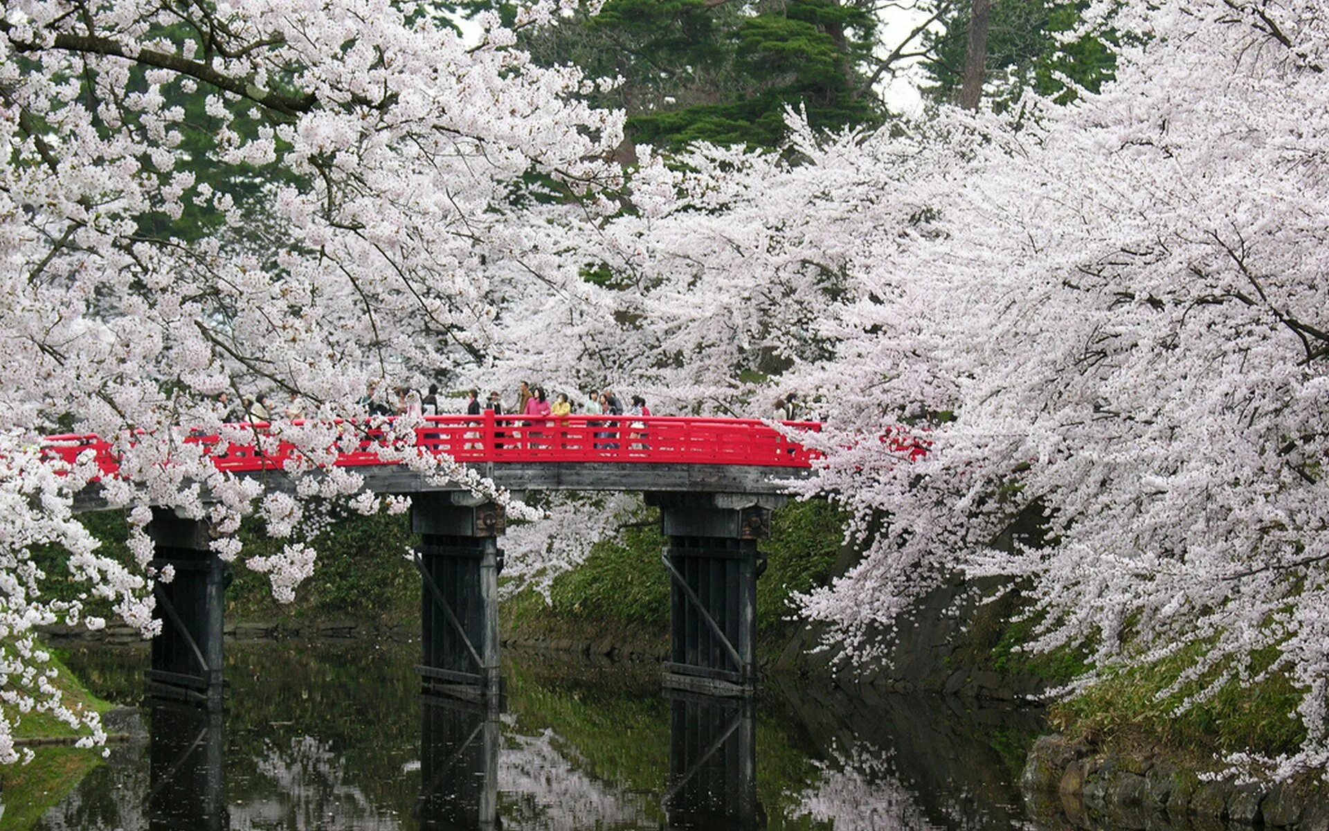 Сакура бассейн. Сакура Тайхаку цветение. Киото Сакура. Черри блоссом в Токио. Япония гора Фудзияма и Сакура.