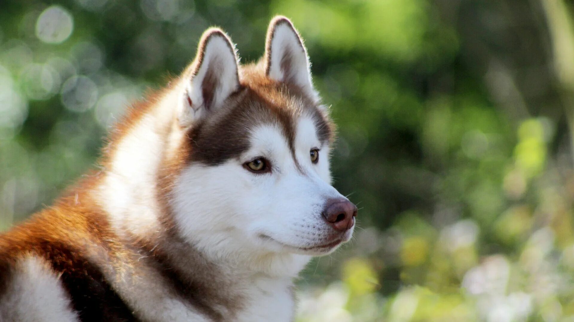 Хаски сибериан. Хаски читать. Сибирский хаски. Порода собак хаски. Канадский хаски.