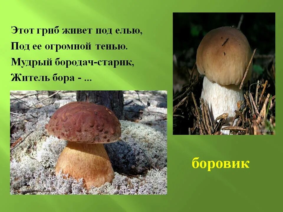 жил был гриб. грибы карикатура. кястутис каспаравичюс картины. жил был гриб. царь грибов.