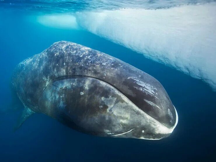 10 самых больших животных. Гренландский кит. Антарктида Гренландский кит. Киты Северного Ледовитого океана. Гренландский кит игрушка.
