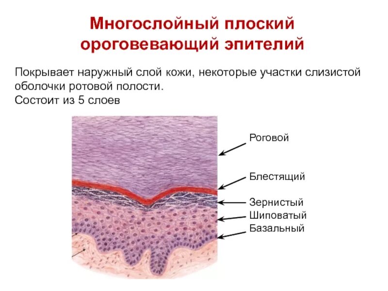 Многослойный плоский эпителий гистология. Ороговевающий многослойный эпителий ткань. Неороговевающий многослойный плоский эпителий сопр. Многослойный Порский оррговевабщий эпмтегий. Слизистые покровы или гладкая поверхность