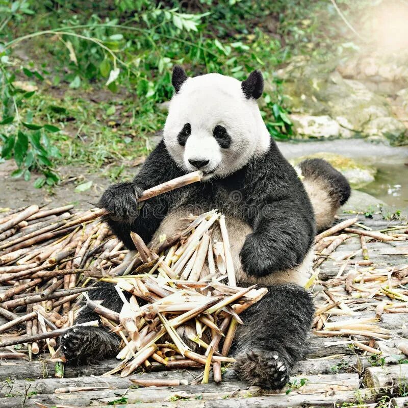 Pandas result