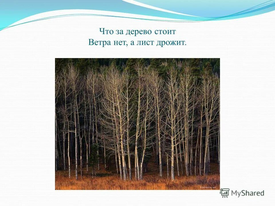 Лист дрожат на ветру. Что за дерево стоит ветра нет. Что за дерево стоит ветра нет а лист дрожит. Загадка что за дерево стоит ветра нет а лист дрожит. Что за дерево стоит ветра.