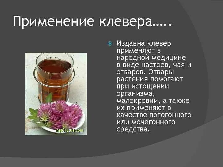 Настоенный или настоянный чай. Лекарственные части клевера. Отвар из клевера. Клевер красный полезность. Отвар из красного клевера.