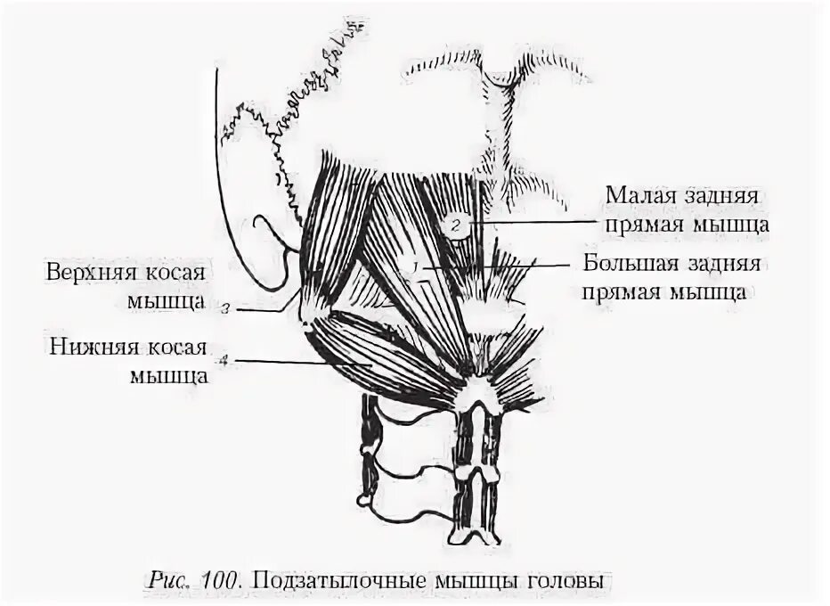 Задняя прямая мышца головы. Нижняя косая мышца головы анатомия. подзатылочные мышцы рисунок. нижней косой мышцы головы. верхняя косая мышца головы.