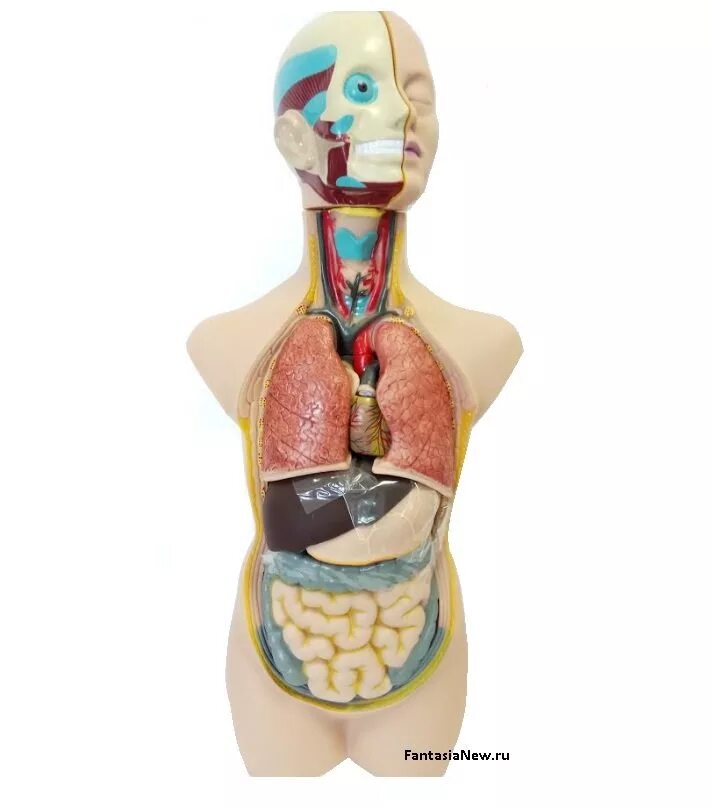 Макет строения внутренних органов человека. Анатомический набор edu-Toys торс органы 50см. Edu Toys набор Human Anatomy model mk050. Набор для исследований edu Toys органы. Модель человеческого тела.