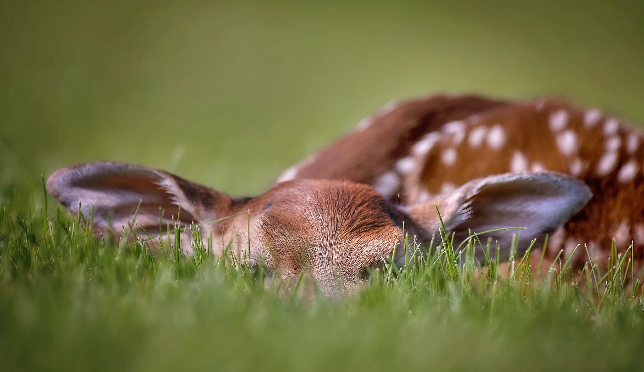 З сплячими. Олененок. Олененок лежит. Олененок в траве. Спящий Олененок.