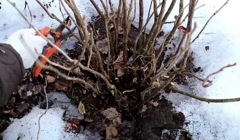 Чем обработать розы после обрезки на зиму