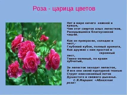 Нет в мире ничего нежней