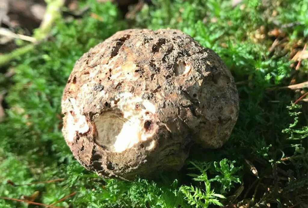 Hypomyces sp. Фото на сайте "Грибы Калужской области"