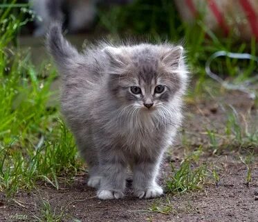 Фото кота простое