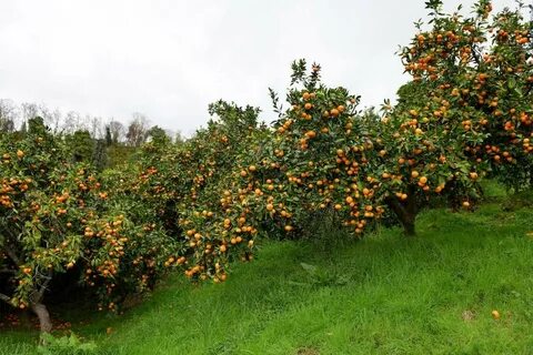 Мандариновая абхазия