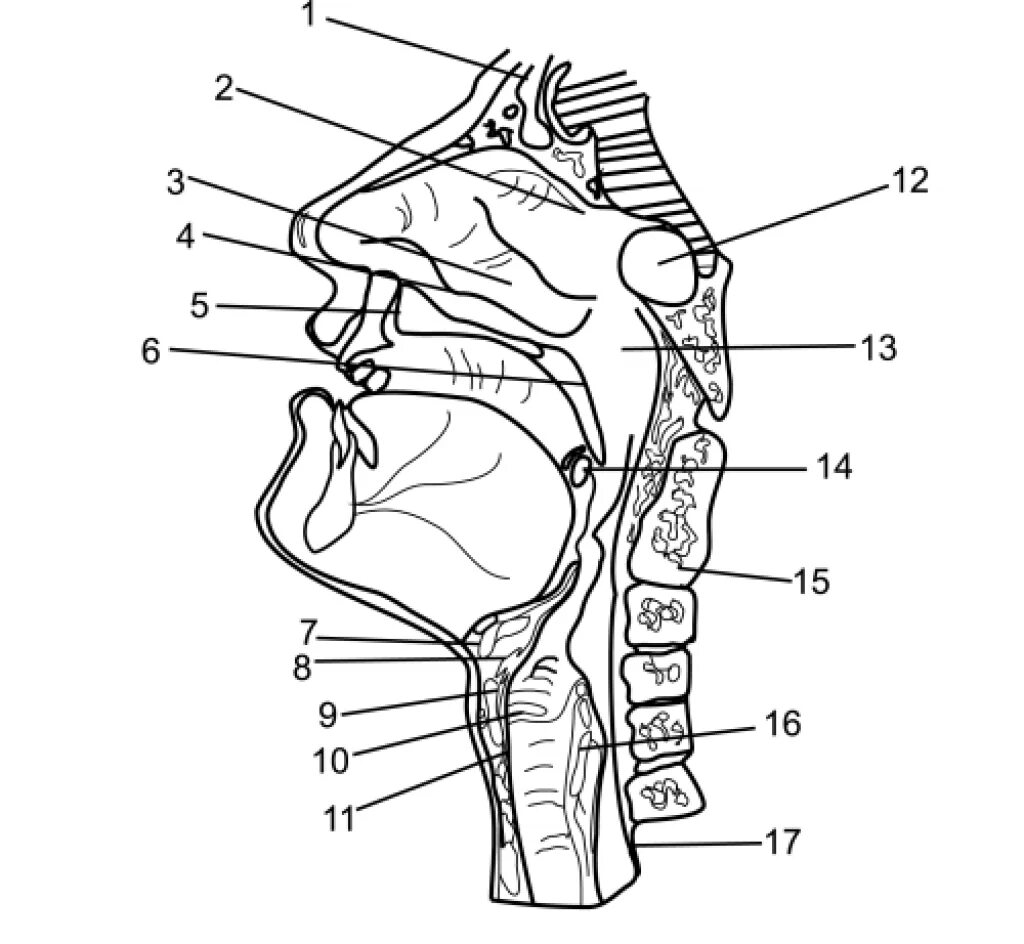 На рисунке изображено строение гортани выберите две. Ротовая полость анатомия вид сбоку. Сагиттальный разрез речевого аппарата. Строение ротовой полости и глотки. Полость гортани анатомия строение.