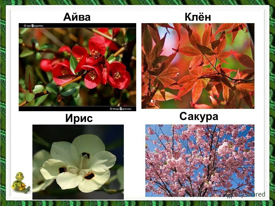 растительный мир азии