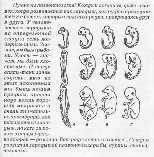 Выпишите признаки внешнего и внутреннего сходства зародыша. Зародыши позвоночных на разных стадиях развития таблица. наличие хвоста у зародышей позвоночных. различия зародышей позвоночных. сходства и различия зародышей позвоночных.
