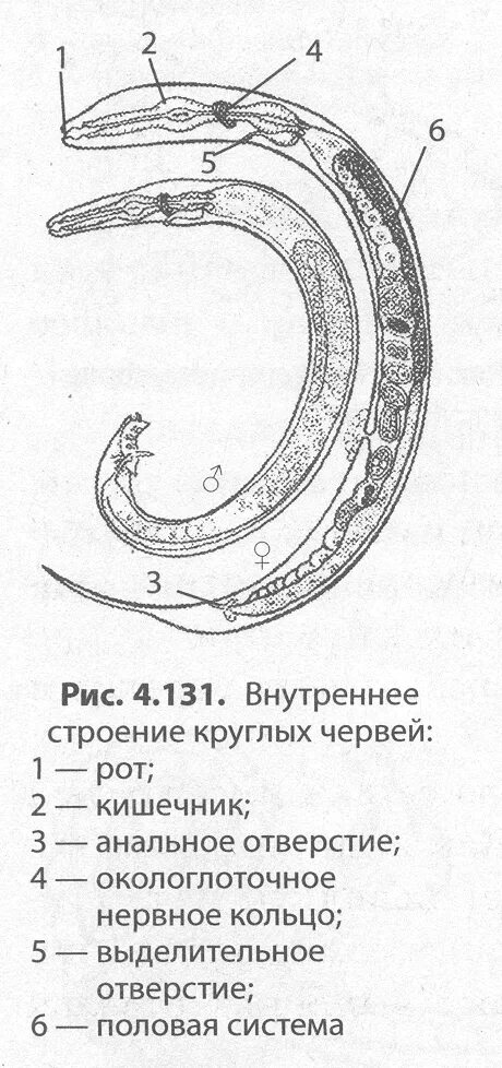 Рисунок строения червя. Круглые черви внутреннее строение. Внутреннее строение круглого червя. Схема строения круглого червя. Распечатка внутреннего строения круглых червей.
