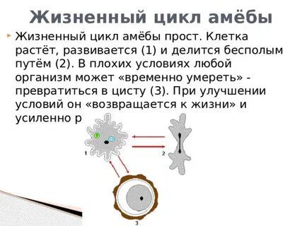 Стадии жизненного цикла амебы