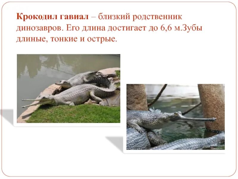Птицы и крокодилы родственники. Ближайшие родственники крокодилов птицы. Ближайший родственник крокодила. Крокодил и птица. Родственники крокодилов.