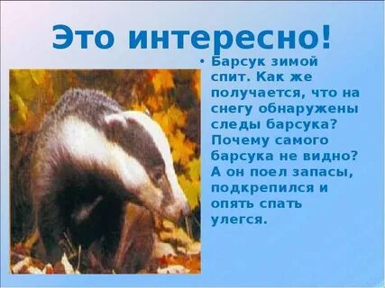 Как готовится к зиме барсук 2 класс