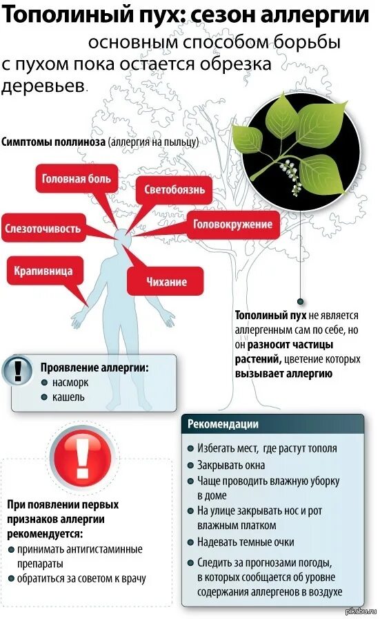 Симптомы аллергии на цветение. Аллергия на Тополиный пух симптомы. Аллергия от тополиного пуха. Тополиный пух аллерген. Аллергия от пуха тополиного симптомы.