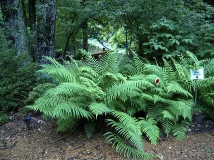 Rivers plants