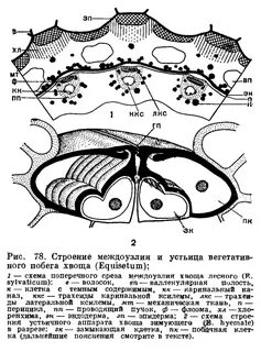 Строение стебля хвоща