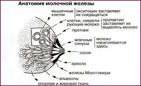 Железы на сосках