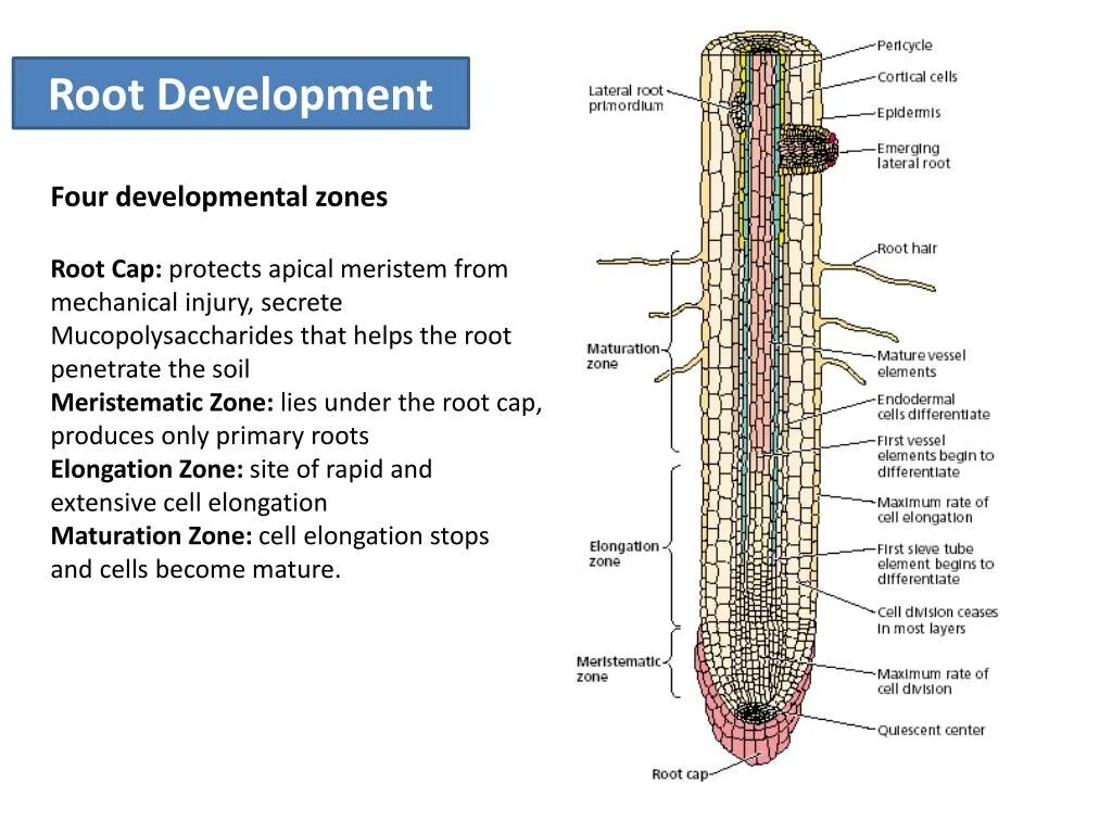 Development root. Root Zones. Emerging lateral root. Lateral root cap.