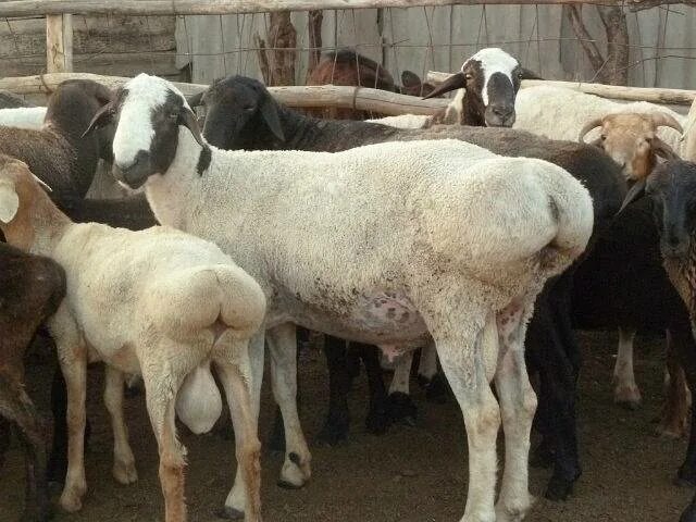 Авито породы овец. Калмыцкая курдючная порода. Курдючные породы овец. Калмыцкая курдючная овца. Калмыцкая порода овец.