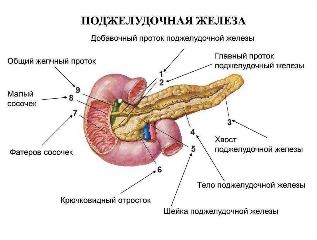 Куда открывается проток