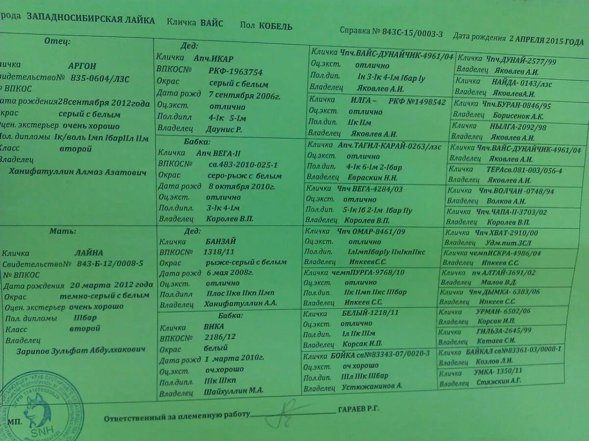 Клички для собак мальчиков лайки охотничьи. Кличка зсл кобель. Имена для собак девочек западно сибирской лайки. Клички западно сибирских лаек охотничьих. Порода собак русско европейская лайка.