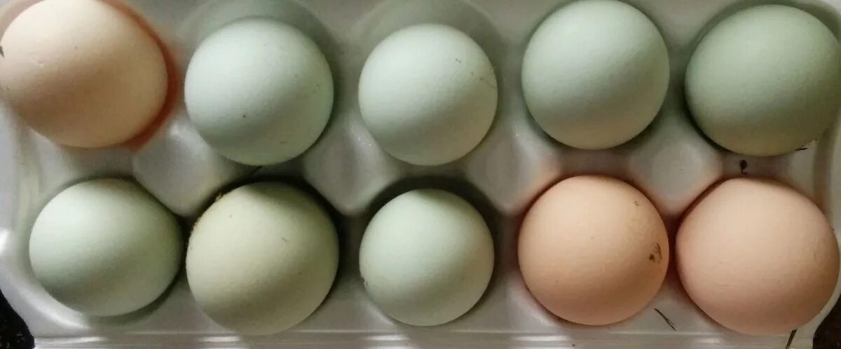 Инкубаторские яйца. Инкубационные яйца кремового цвета. Коробки Mach инкубационное яйцо. Инкубационное яйцо микс пород.