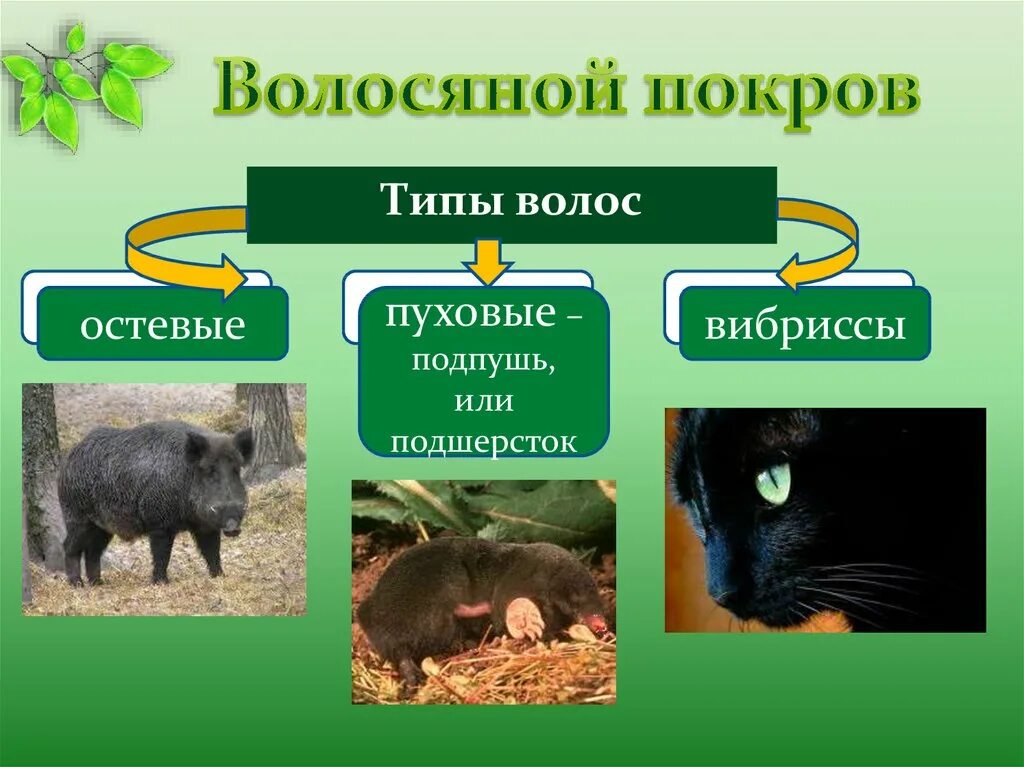 Волосяной Покров животных. Волосяной Покров животных 7 класс. Волосяной Покров собаки биология.