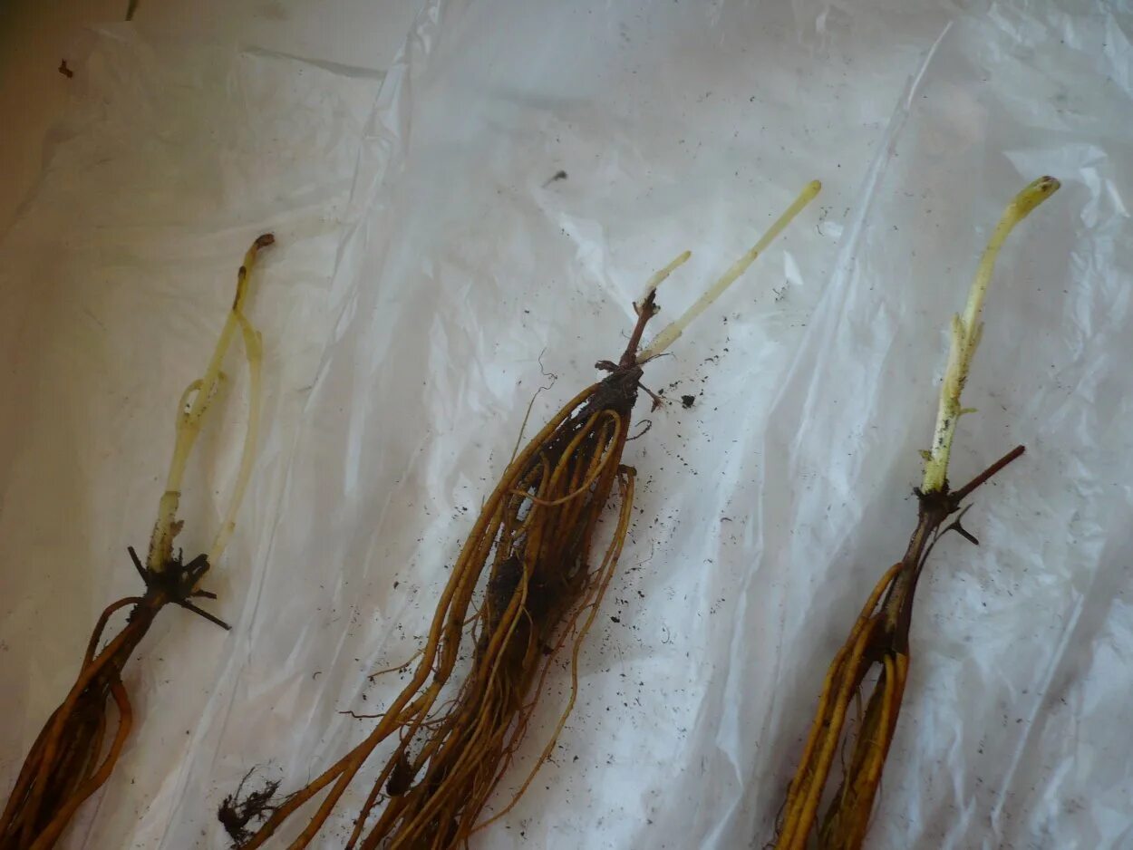 Корневая клематиса. Клематис корневая. Клематис корни клубни. Какие корни у клематиса. Клематис корневая.